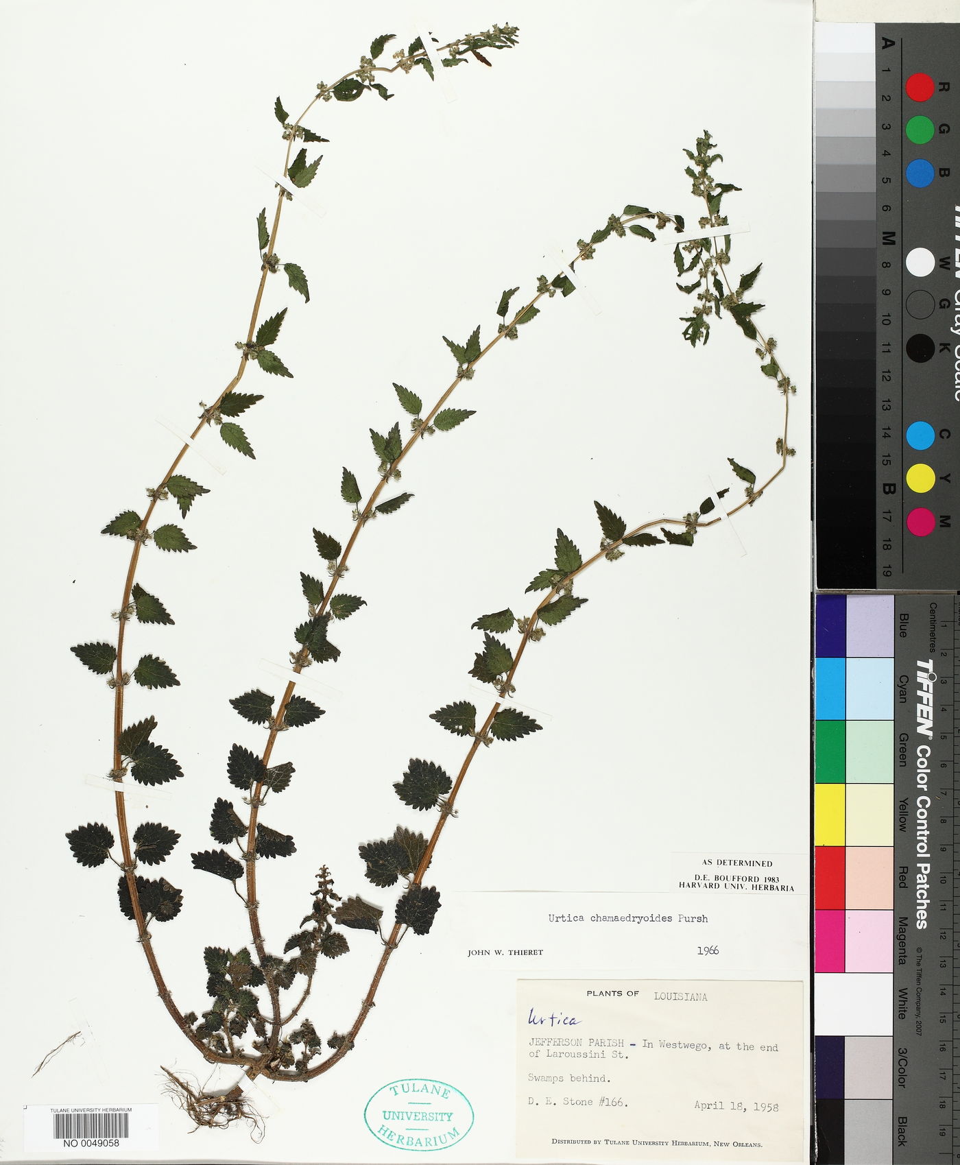 Urtica chamaedryoides image