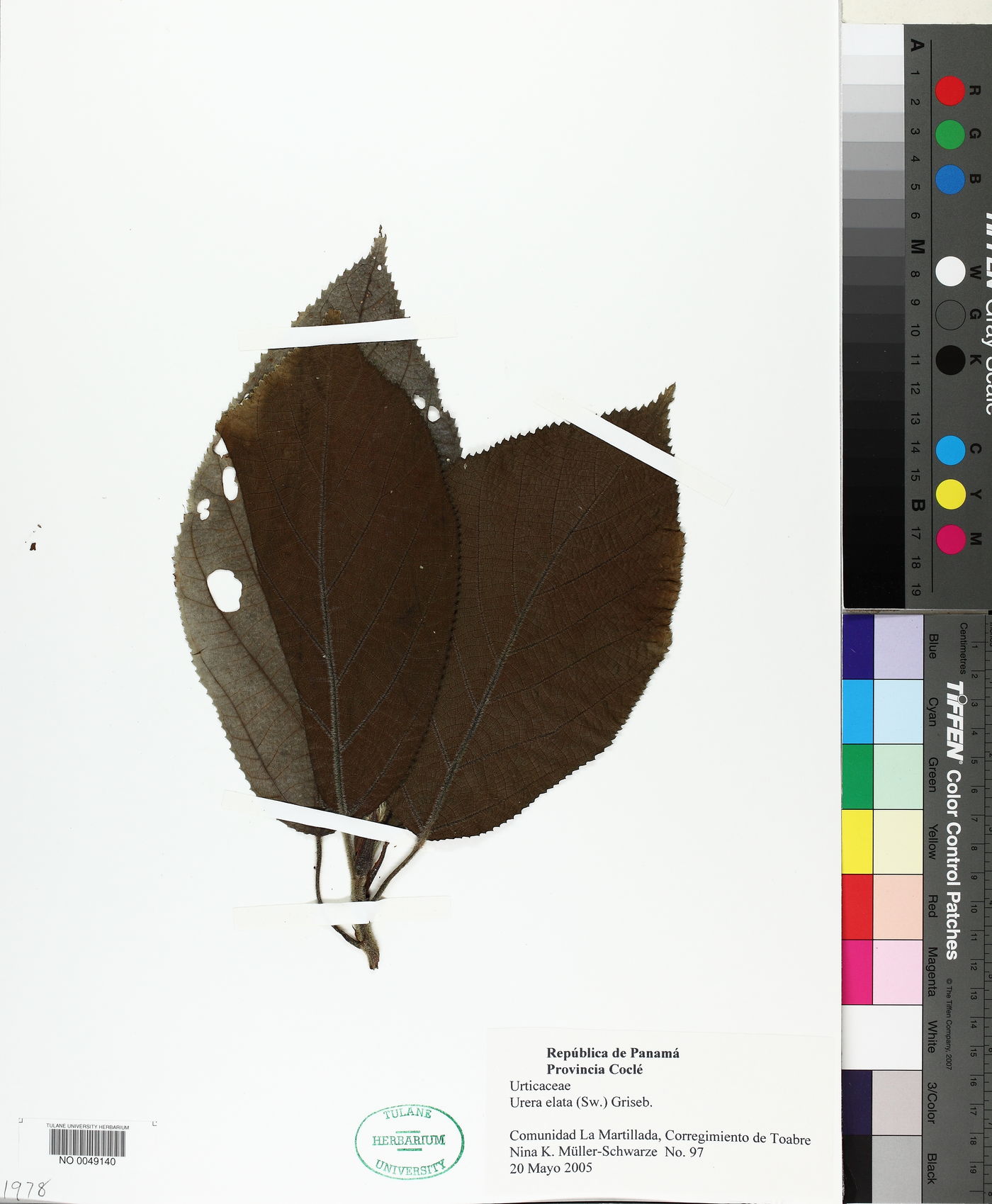 Urera elata image