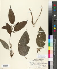 Dendrocnide vitiensis image
