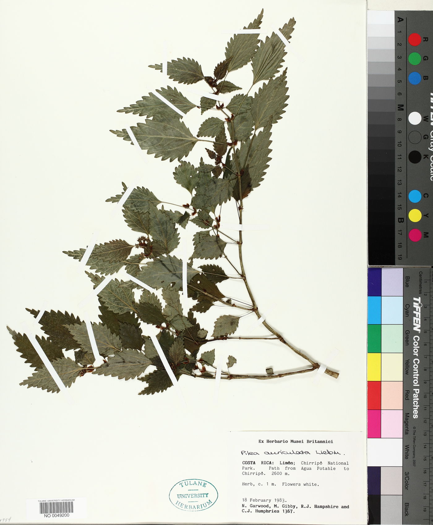Pilea auriculata image
