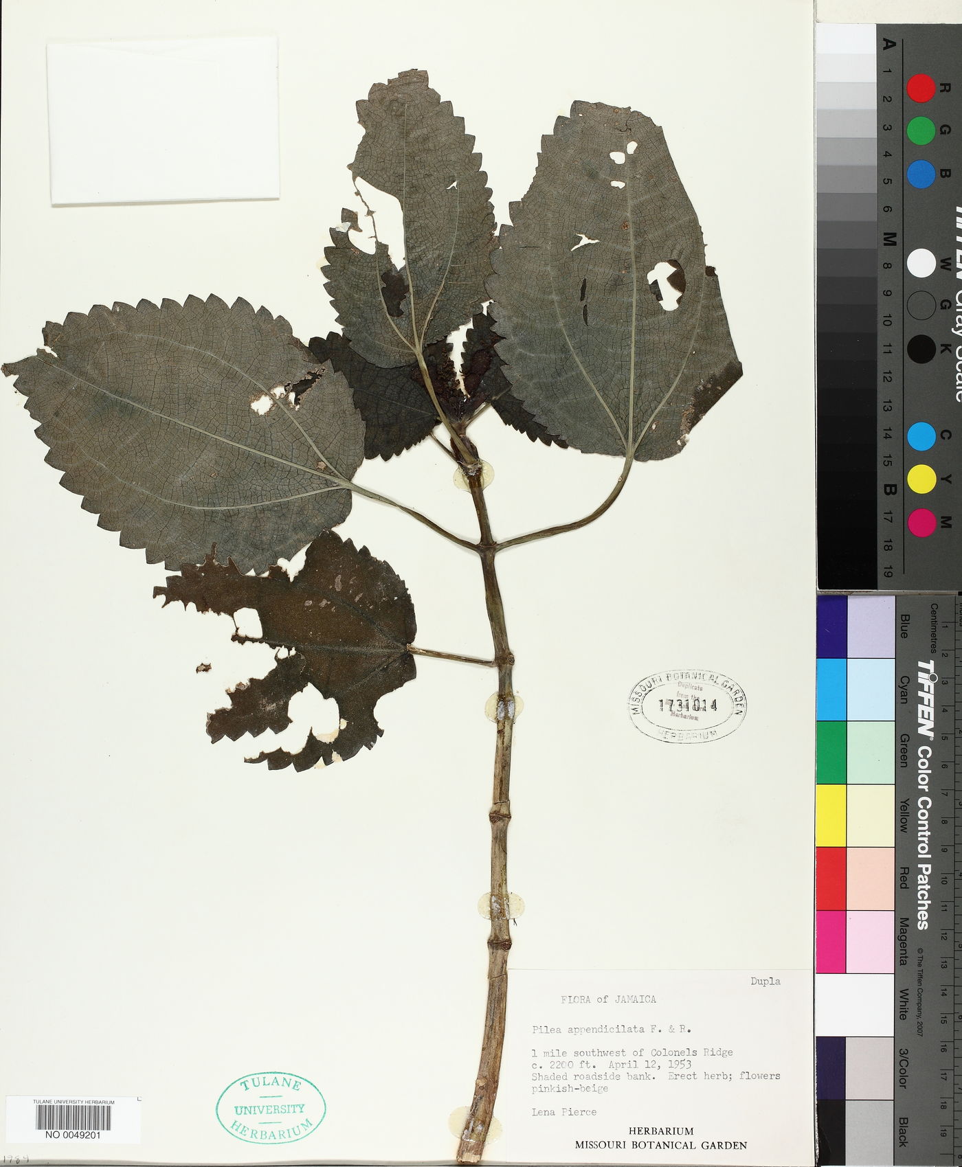 Pilea appendiciliata image