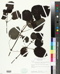 Pilea betulifolia image