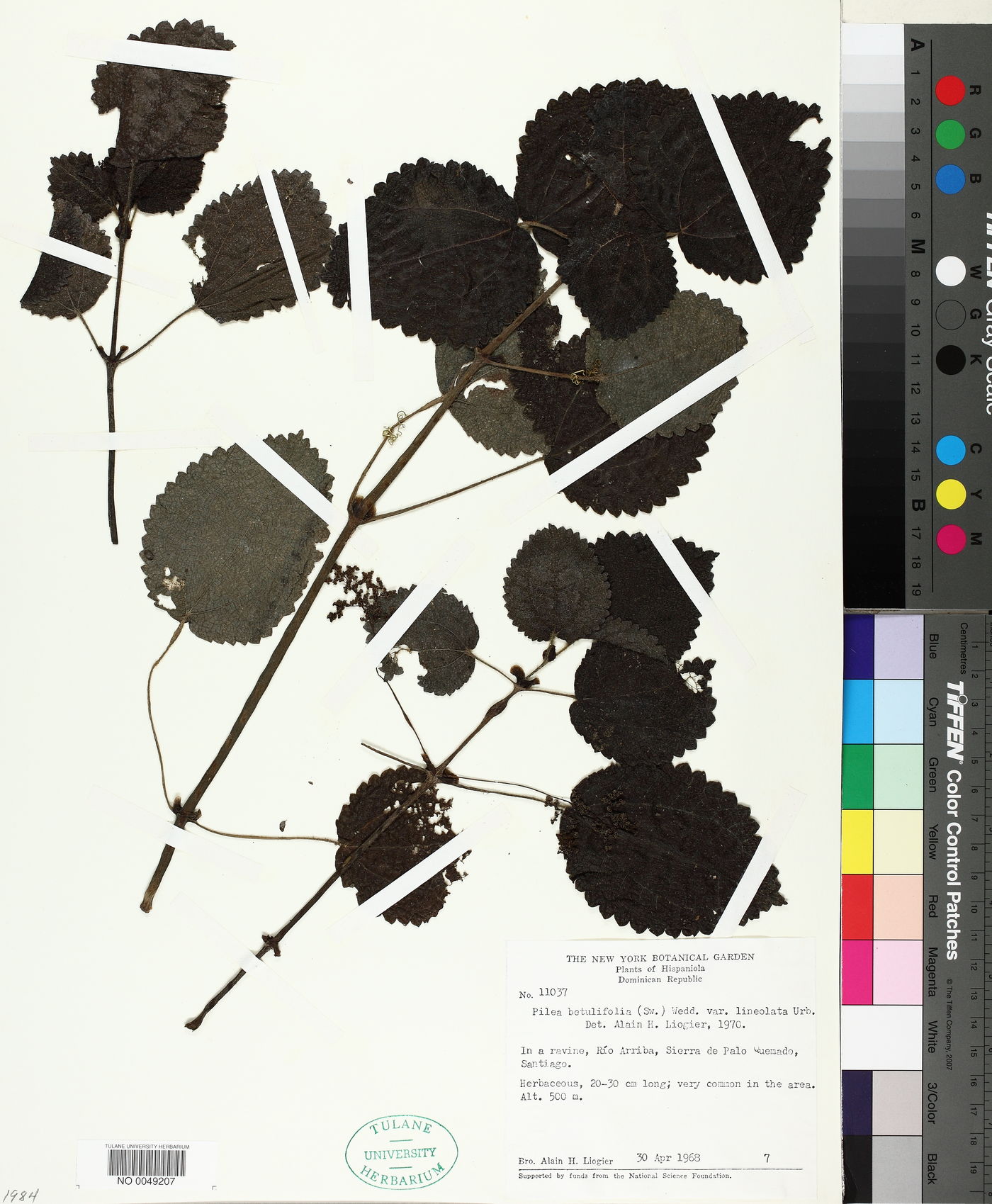 Pilea betulifolia var. lineolata image
