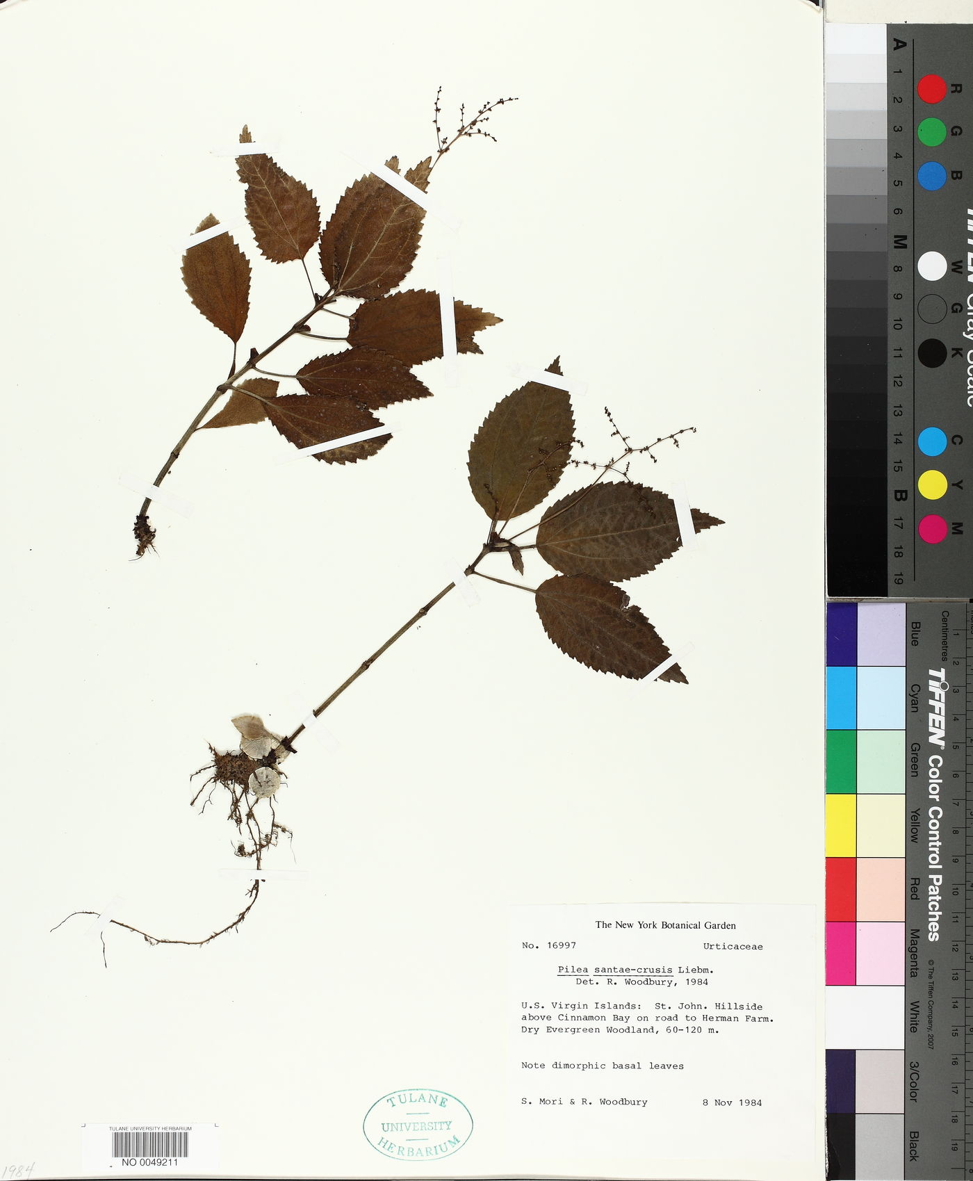 Pilea sanctae-crucis image