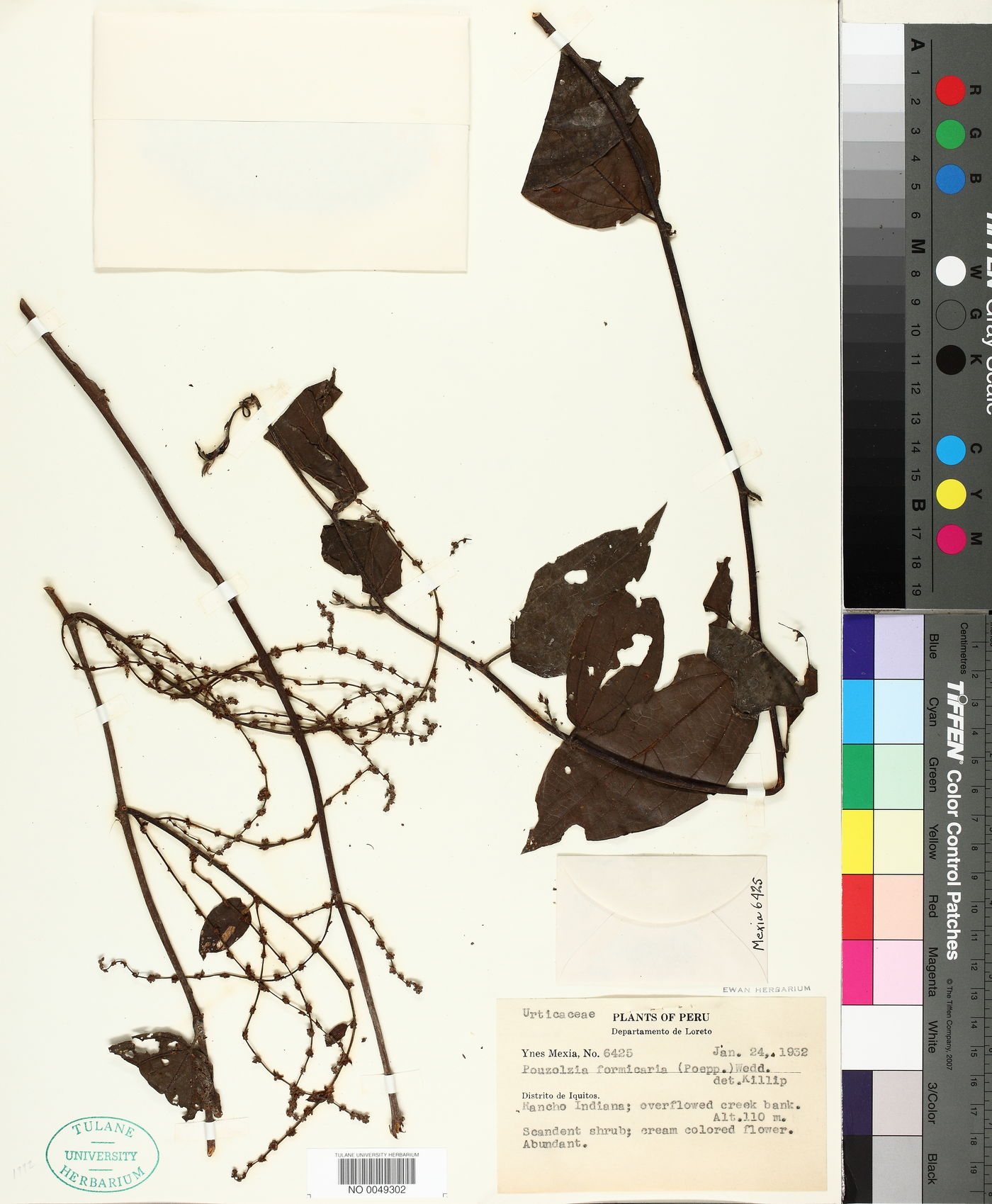 Pouzolzia formicaria image