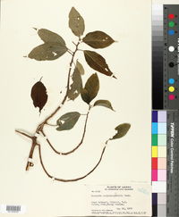 Neraudia melastomifolia image