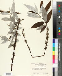 Image of Debregeasia longifolia