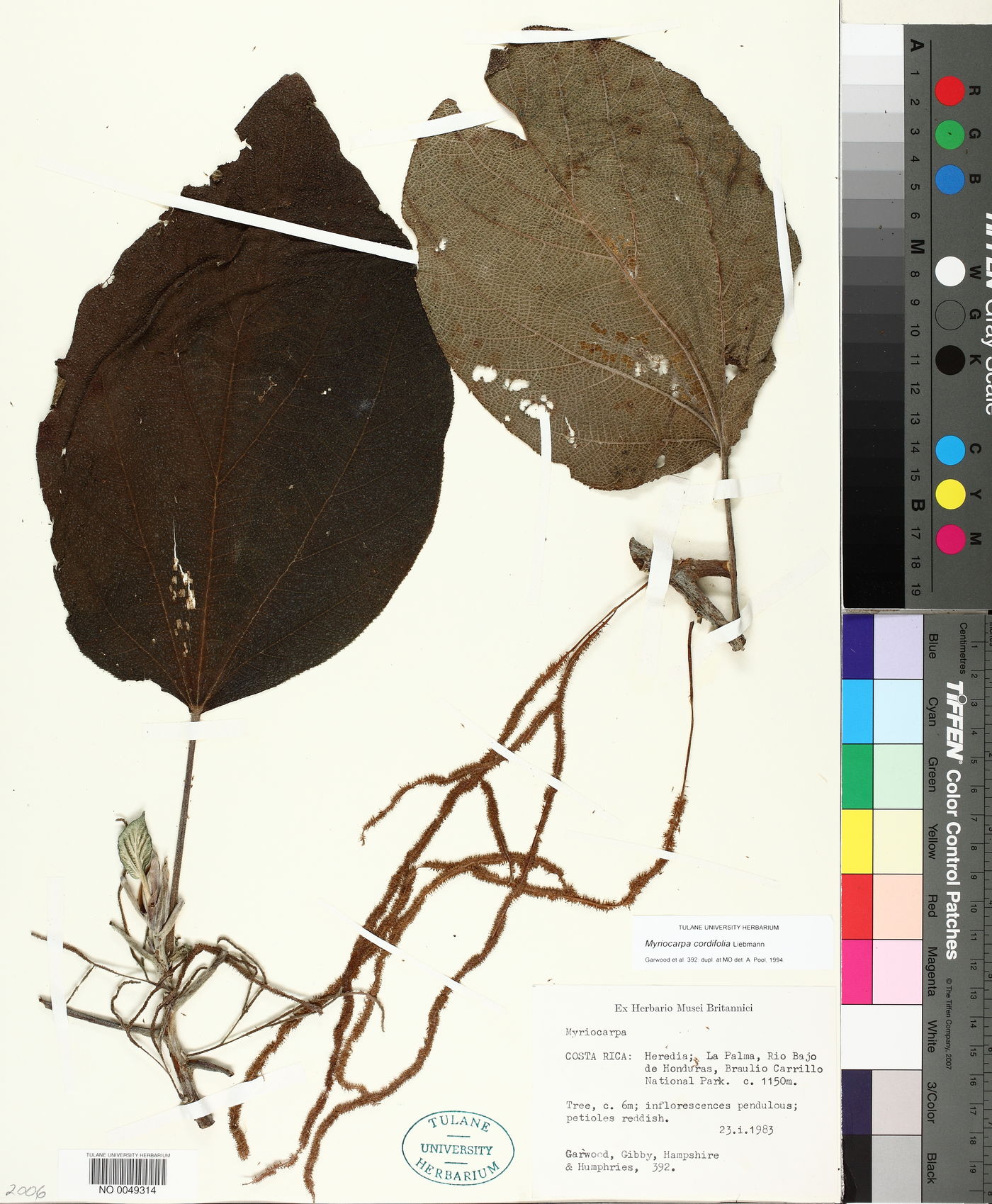 Myriocarpa cordifolia image