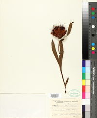 Image of Protea simplex
