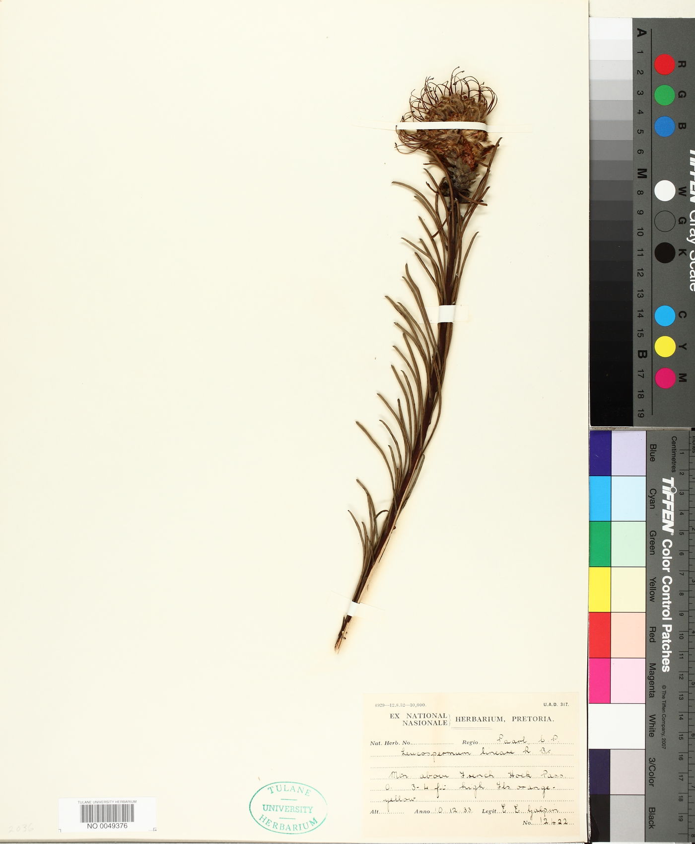 Leucospermum lineare image