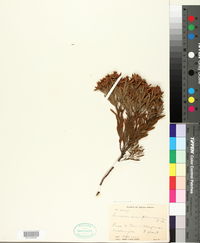 Leucadendron plumosum image