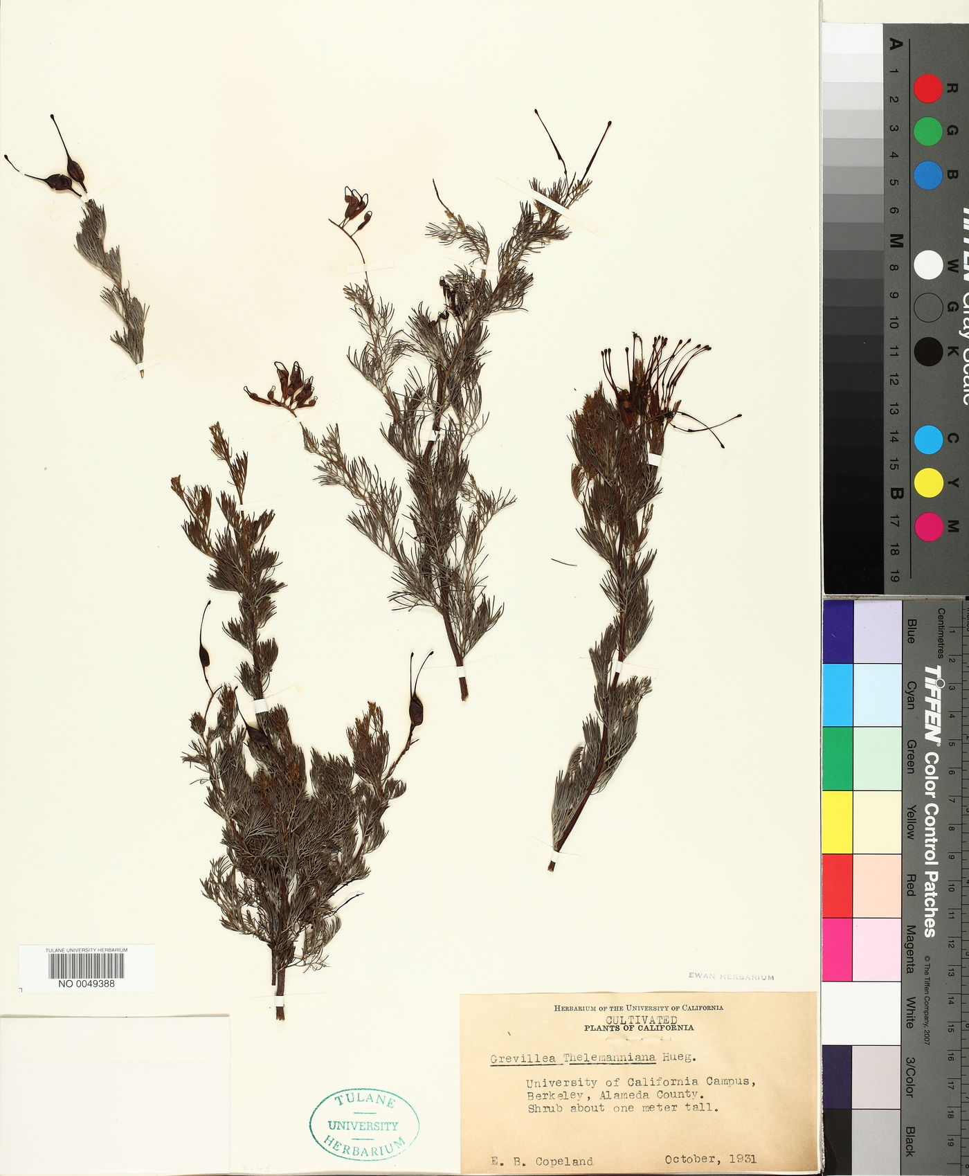 Grevillea thelemanniana image