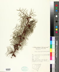 Hakea teretifolia image