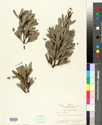 Image of Hakea oleifolia
