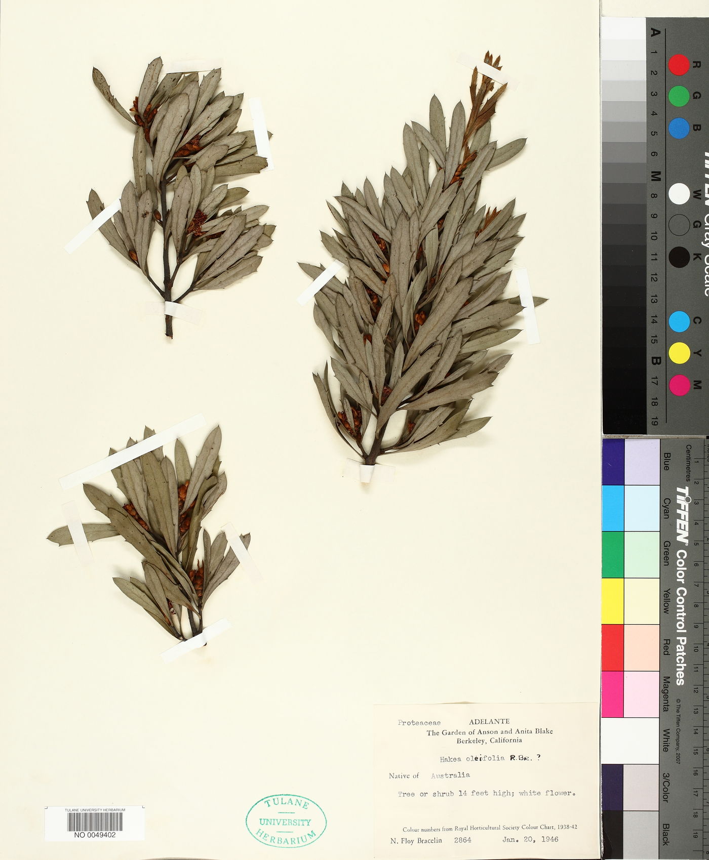 Hakea oleifolia image