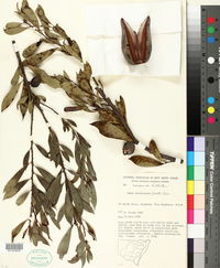 Image of Hakea dactyloides