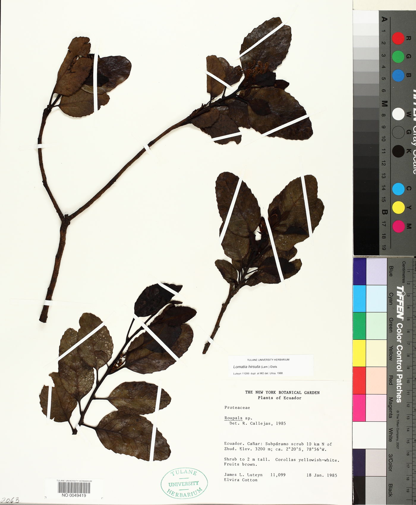 Lomatia hirsuta image