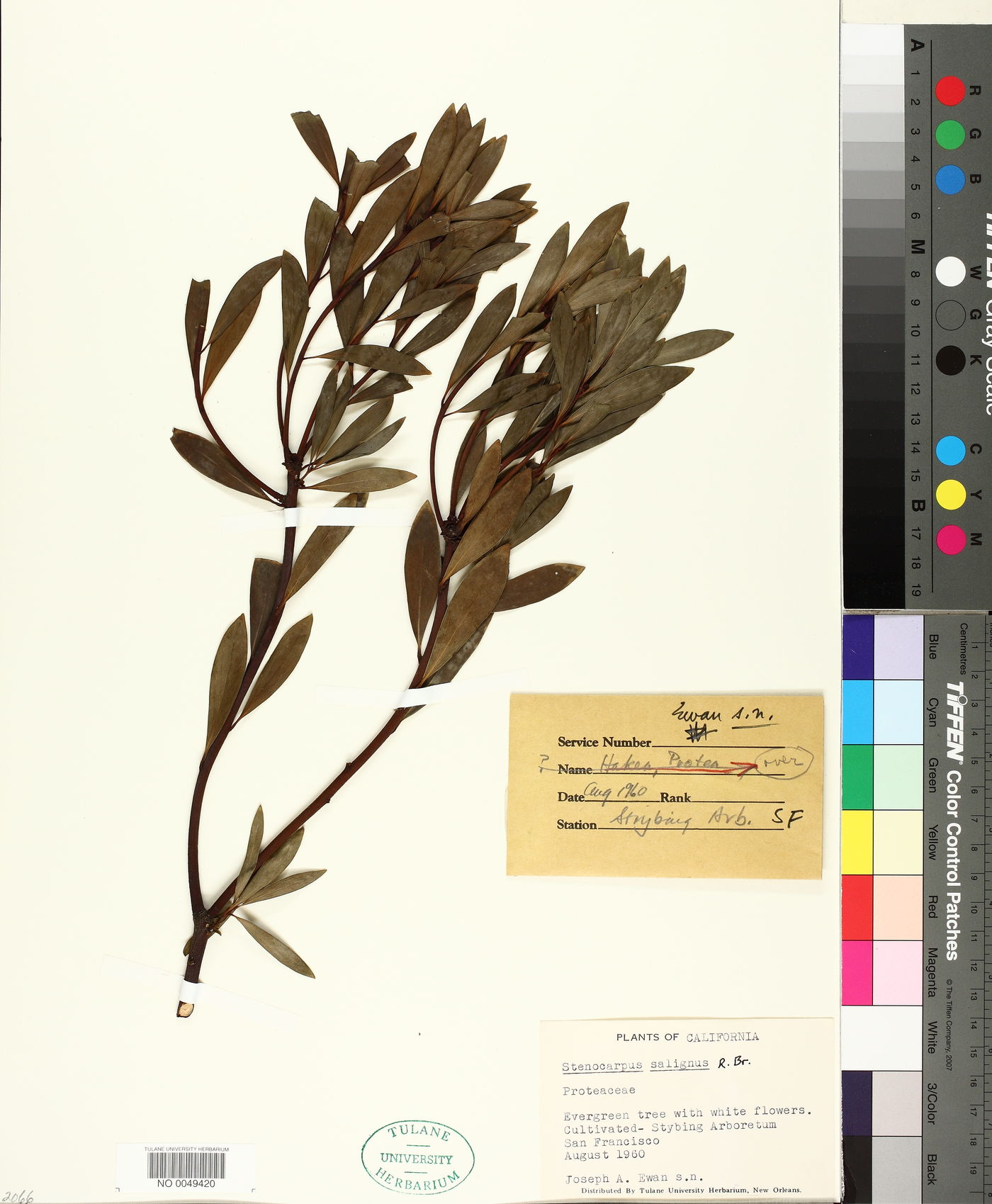 Stenocarpus salignus image