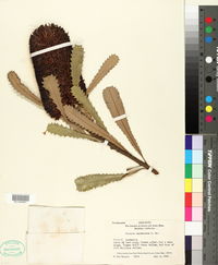 Image of Banksia marcescens
