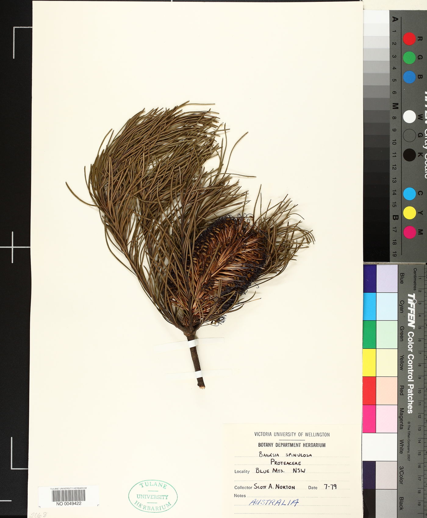 Banksia spinulosa image