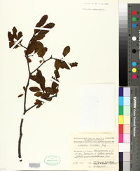 Image of Loranthus europaeus
