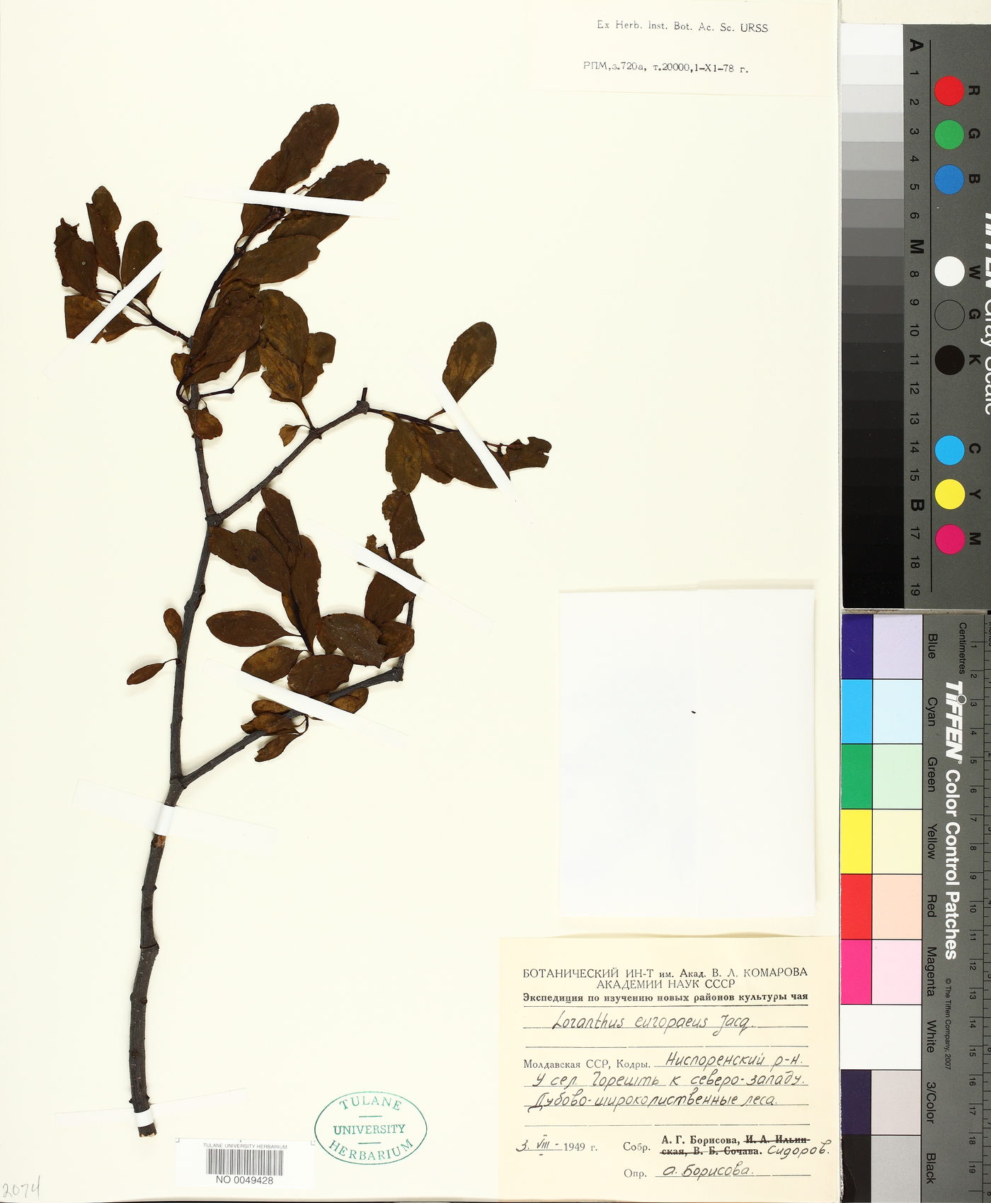 Loranthus europaeus image