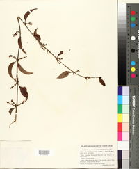 Image of Struthanthus marginatus