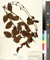Image of Struthanthus orbicularis