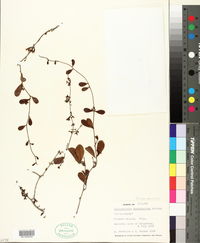 Struthanthus cassythoides image