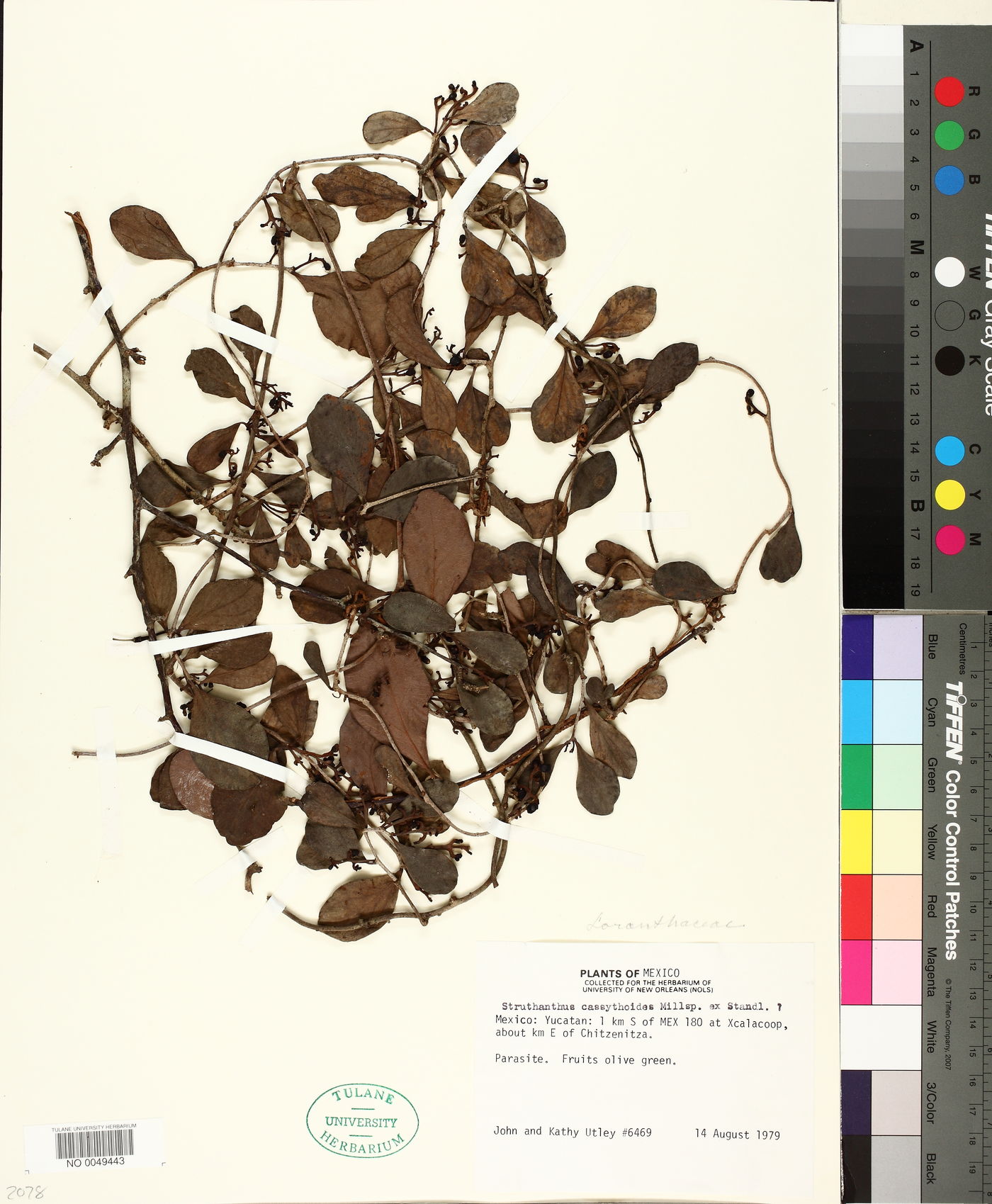 Struthanthus cassythoides image