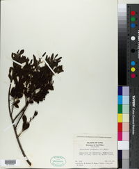 Phthirusa purpurea image