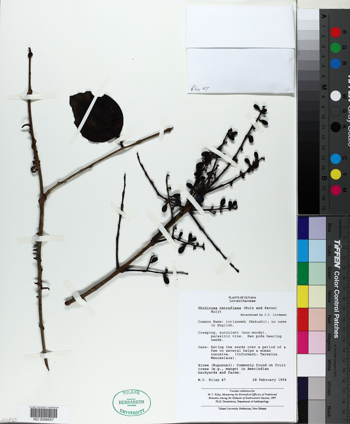 Passovia stelis image