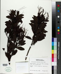 Psittacanthus americanus image