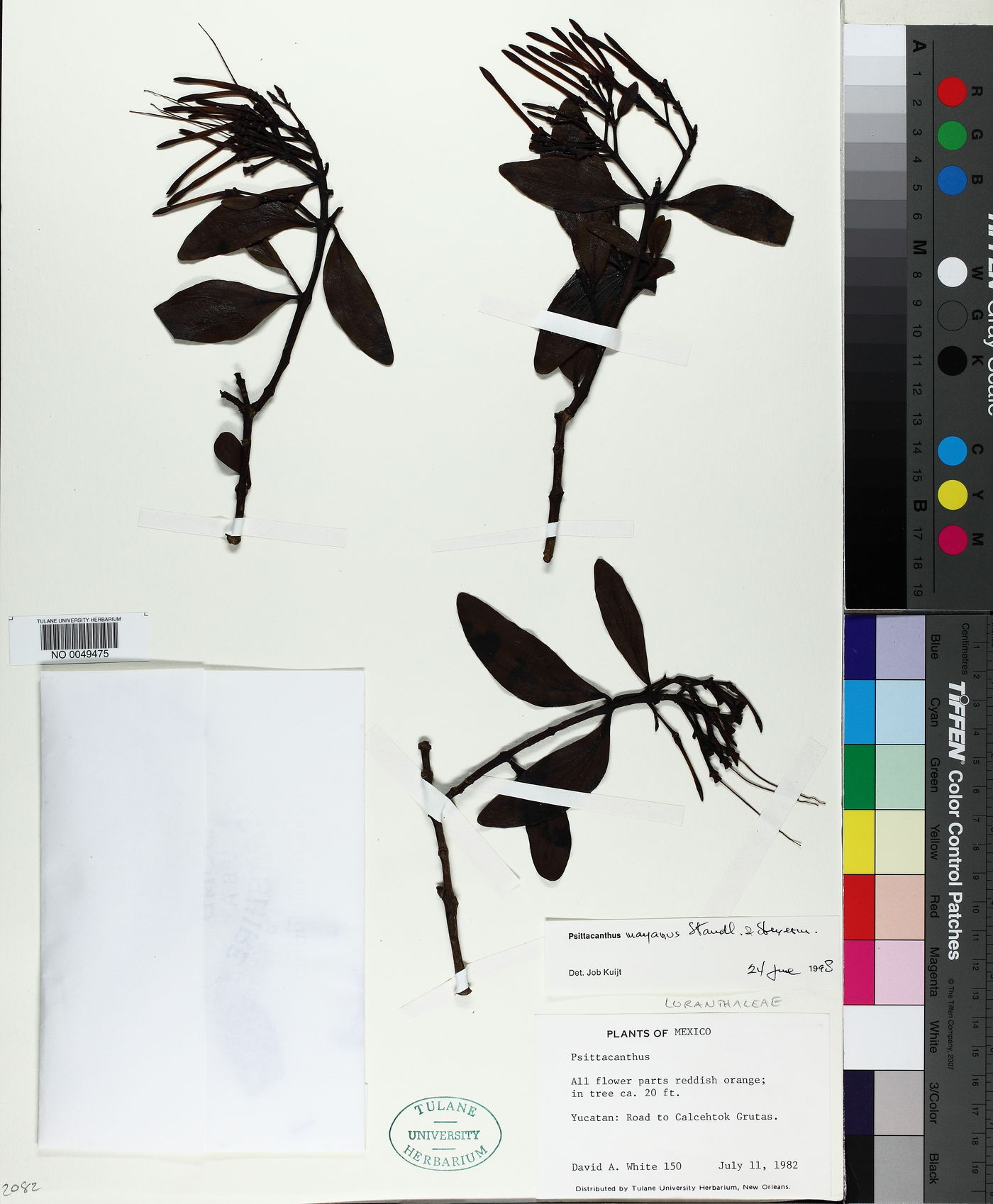 Psittacanthus mayanus image