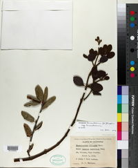 Phoradendron leucarpum subsp. tomentosum image