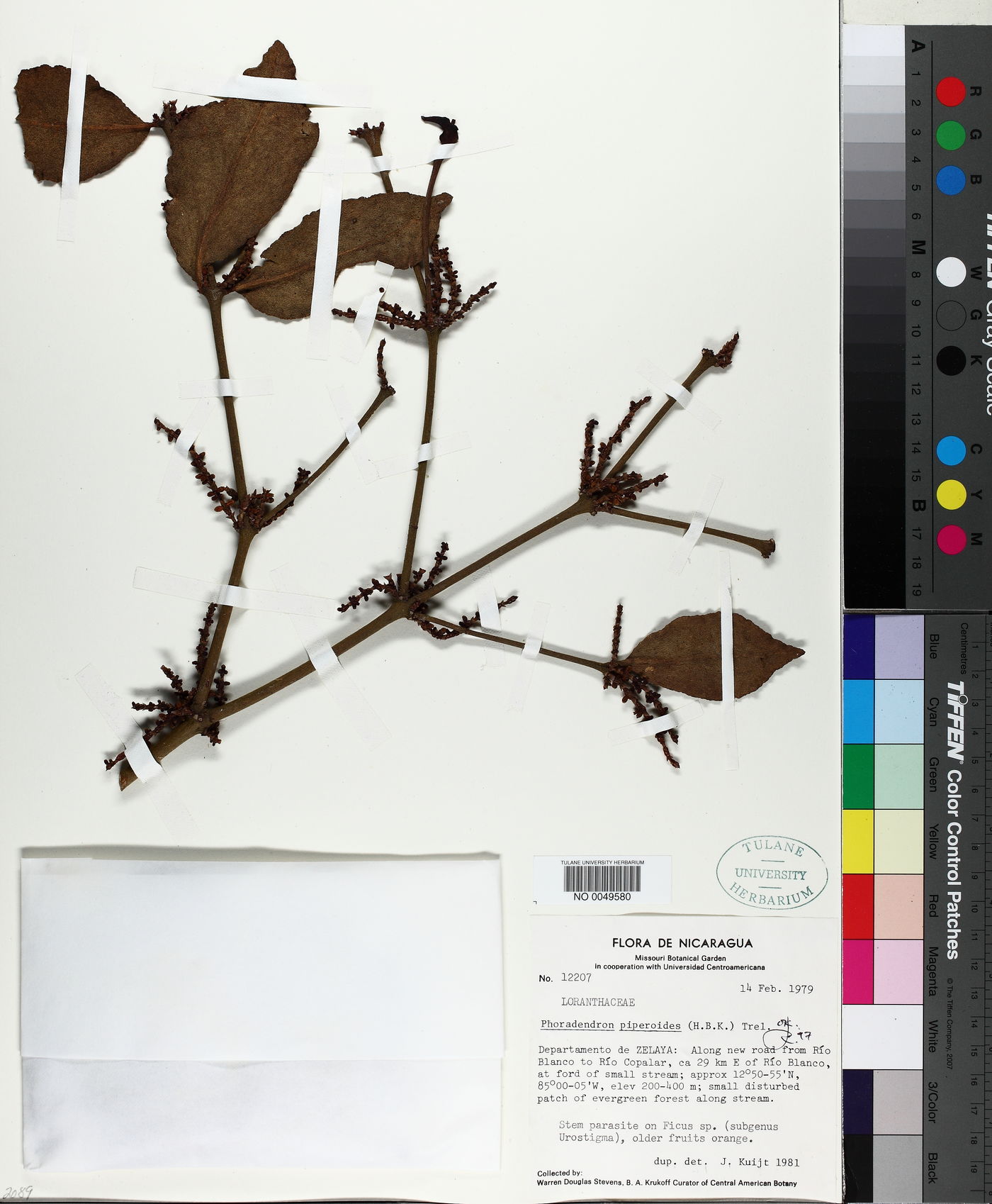 Phoradendron piperoides image