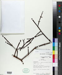 Phoradendron planiphyllum image
