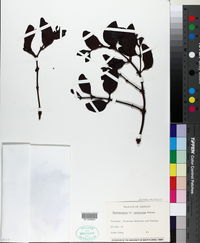 Phoradendron vernicosum image