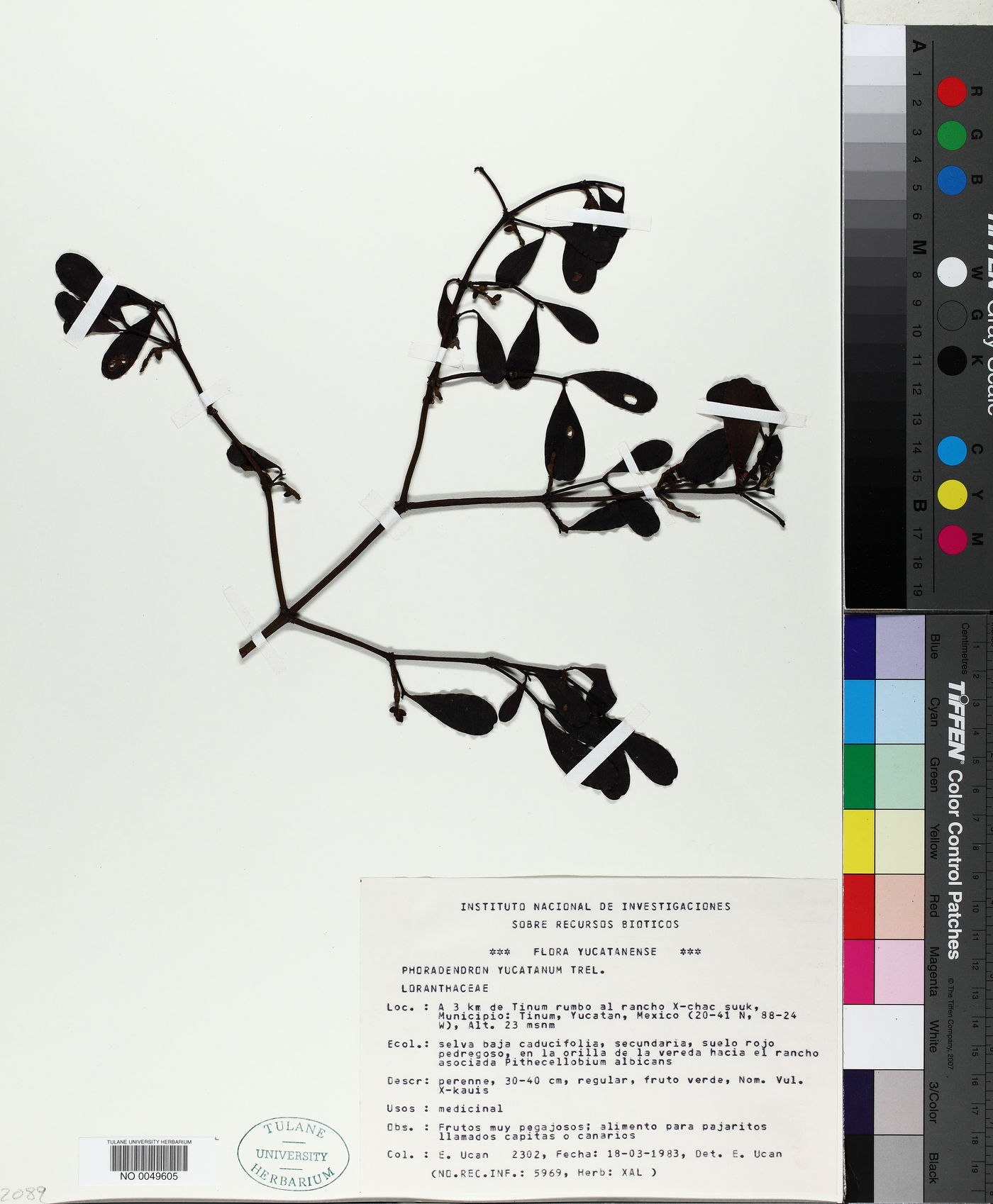 Phoradendron yucatanum image