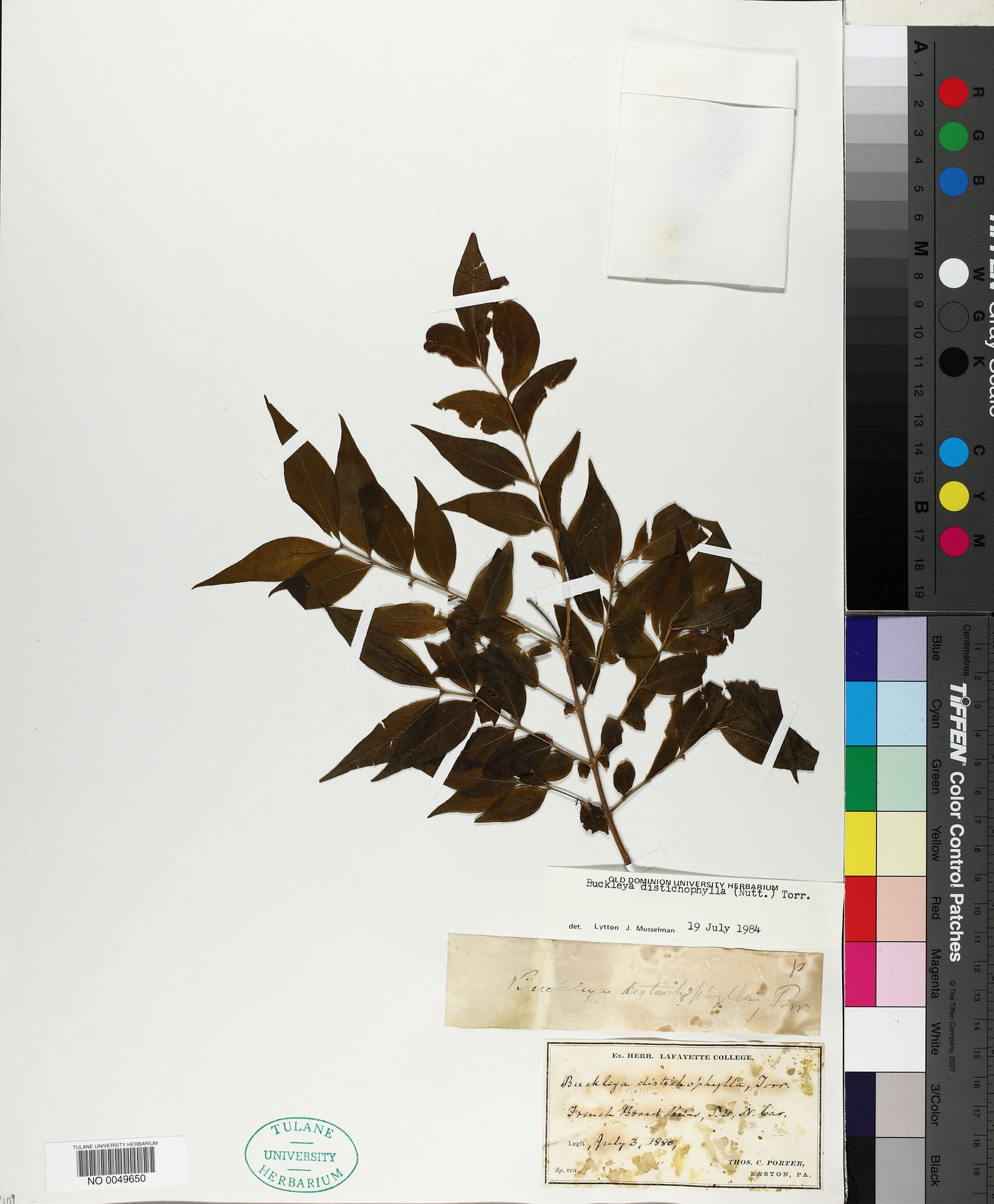 Buckleya distichophylla image