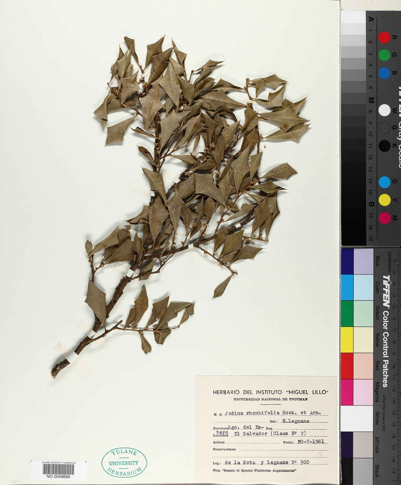 Jodina rhombifolia image