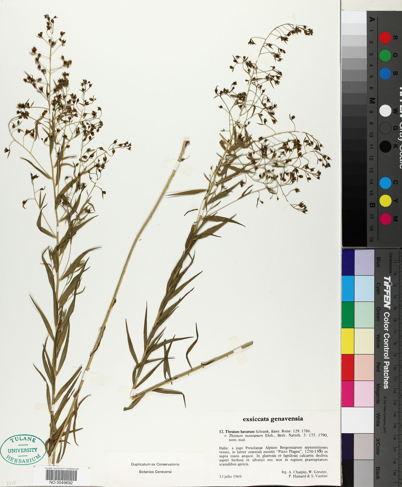 Thesium bavarum image