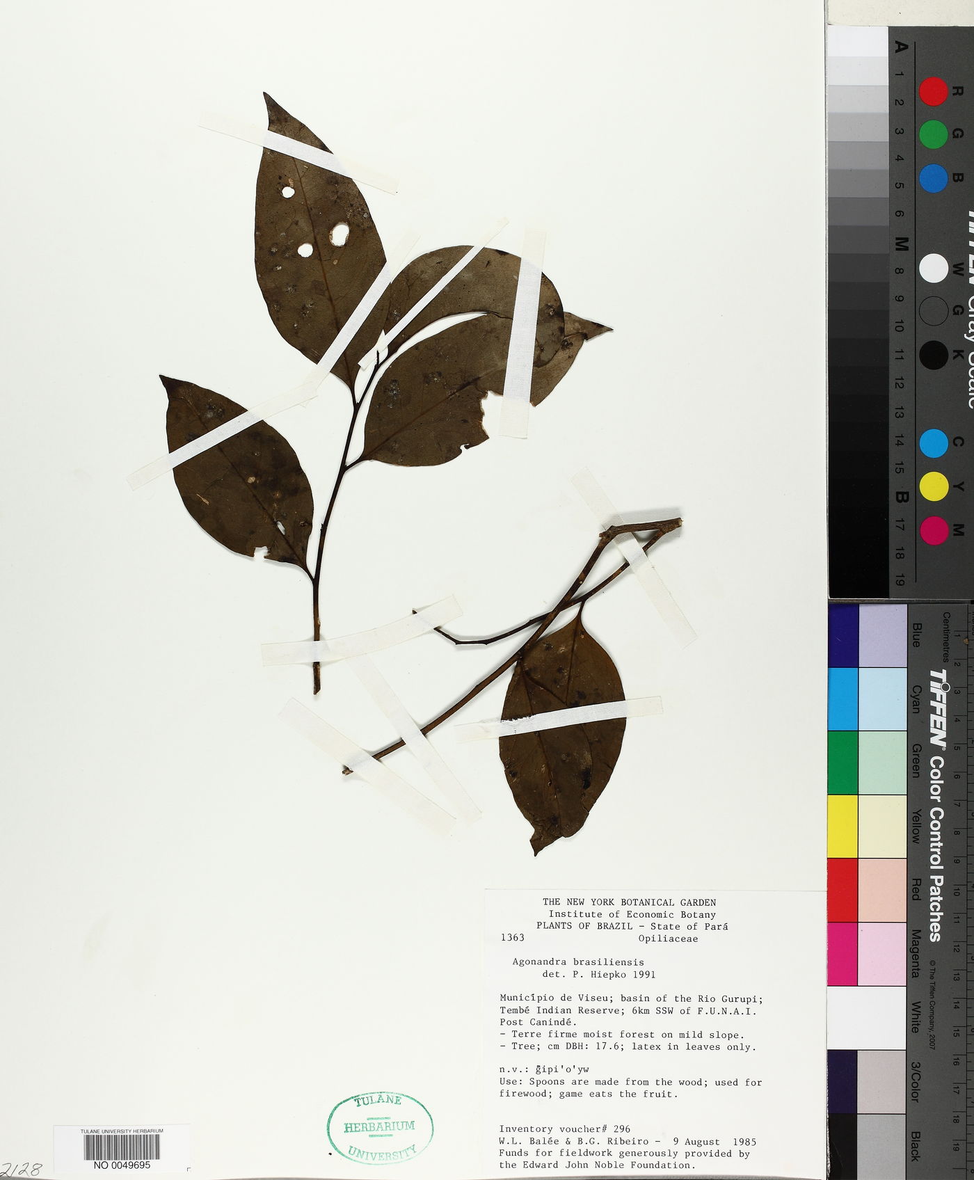 Agonandra brasiliensis image