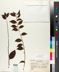 Image of Dulacia inopiflora