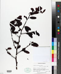 Ximenia parviflora image