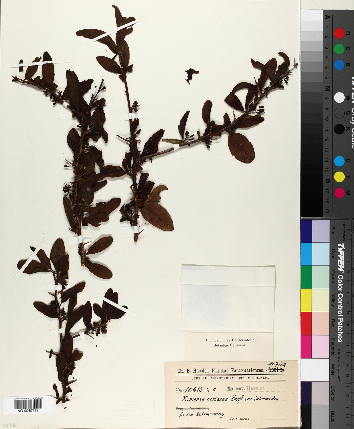 Ximenia coriacea var. intermedia image