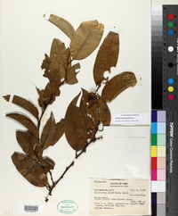 Image of Heisteria spruceana