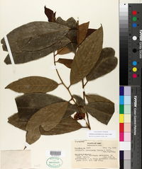 Heisteria acuminata image