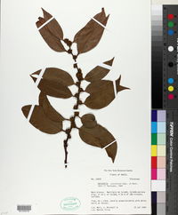 Image of Heisteria citrifolia