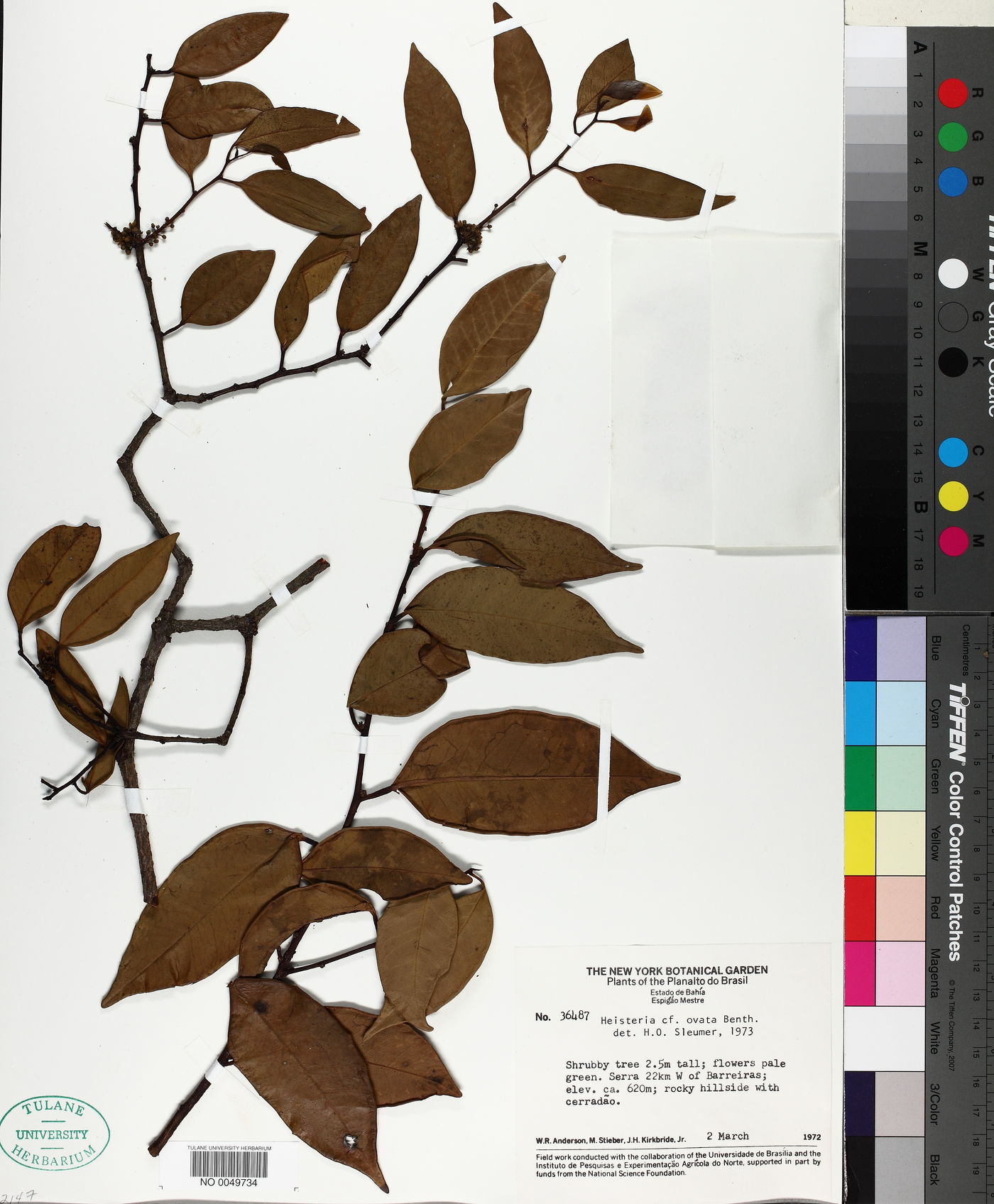 Heisteria ovata image